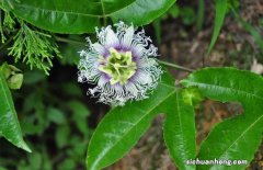 羅漢果花圖片 羅漢果花的功效與作用