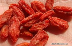 枸杞的禁忌和副作用 枸杞子有什么副作用？