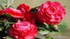 山茶花的花語是什么？山茶花的花語含義